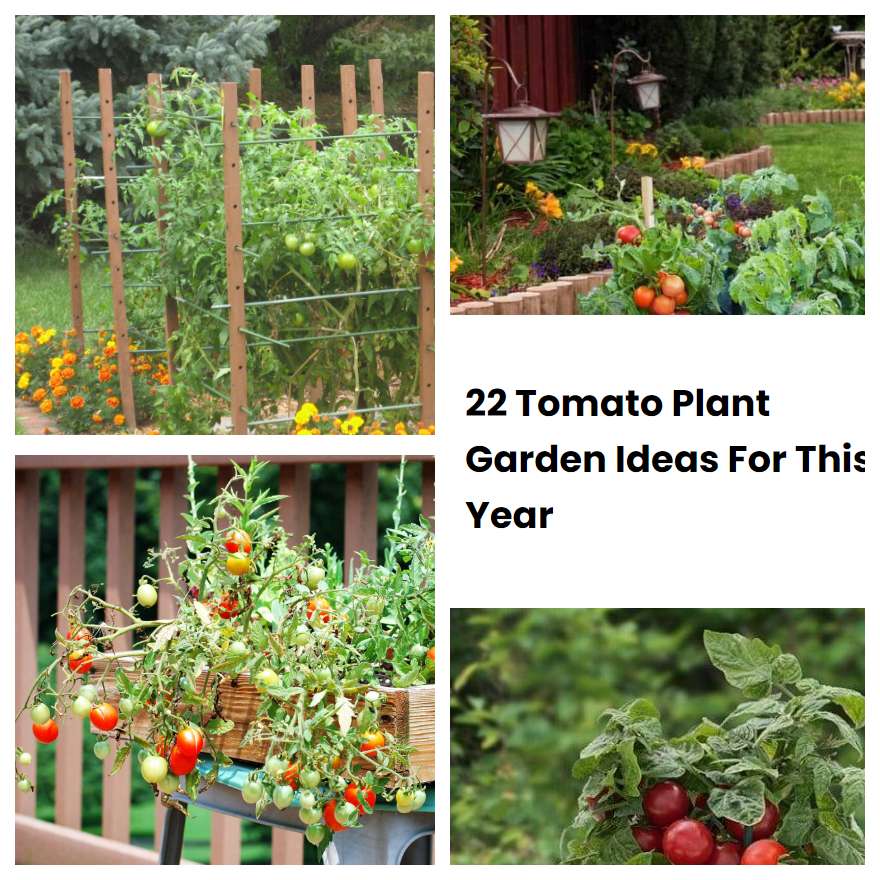 22 Tomato Plant Garden Ideas For This Year SharonSable