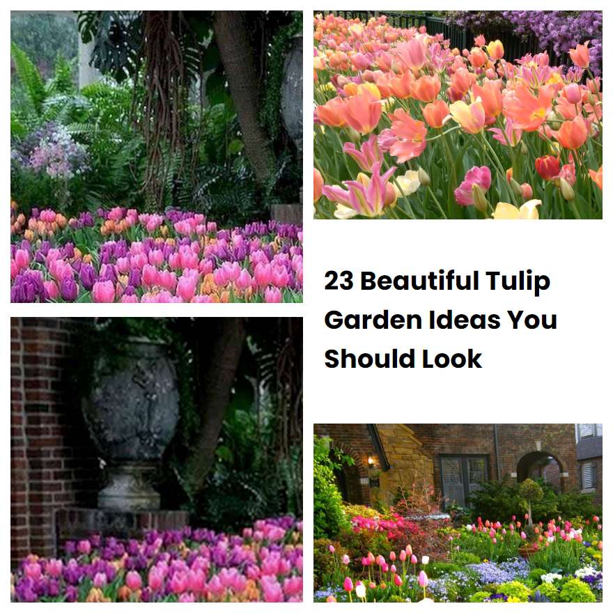 23 Beautiful Tulip Garden Ideas You Should Look