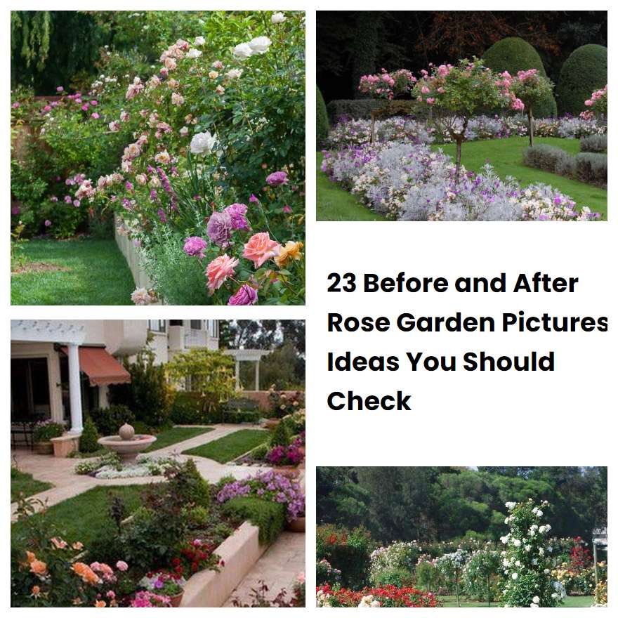 23 Before and After Rose Garden Pictures Ideas You Should Check