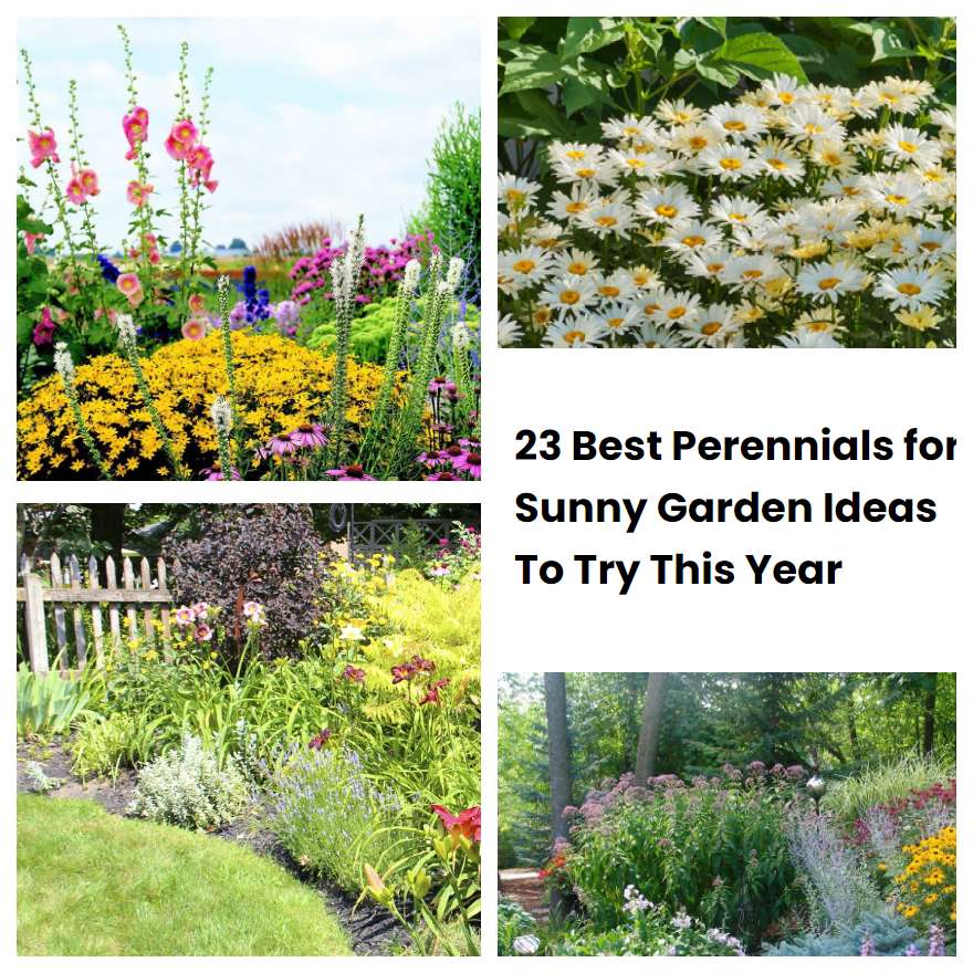 23 Best Perennials for Sunny Garden Ideas To Try This Year