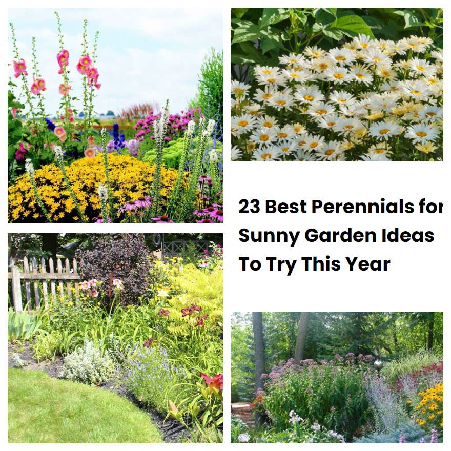 23 Best Perennials for Sunny Garden Ideas To Try This Year SharonSable