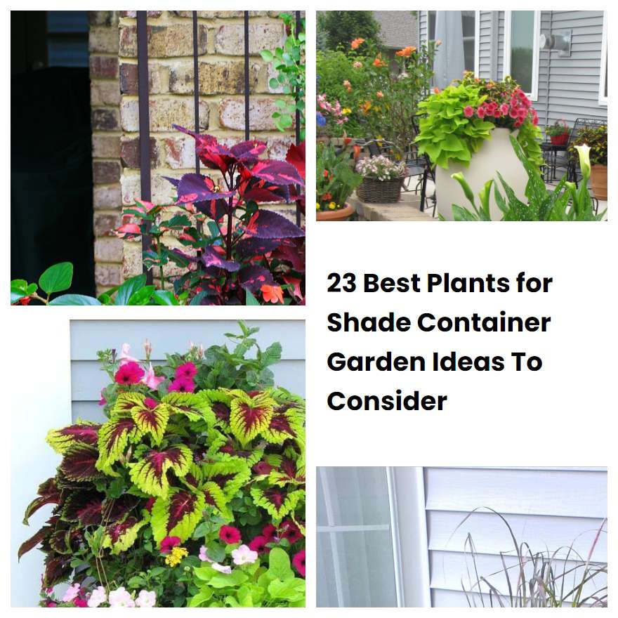 23 Best Plants for Shade Container Garden Ideas To Consider SharonSable