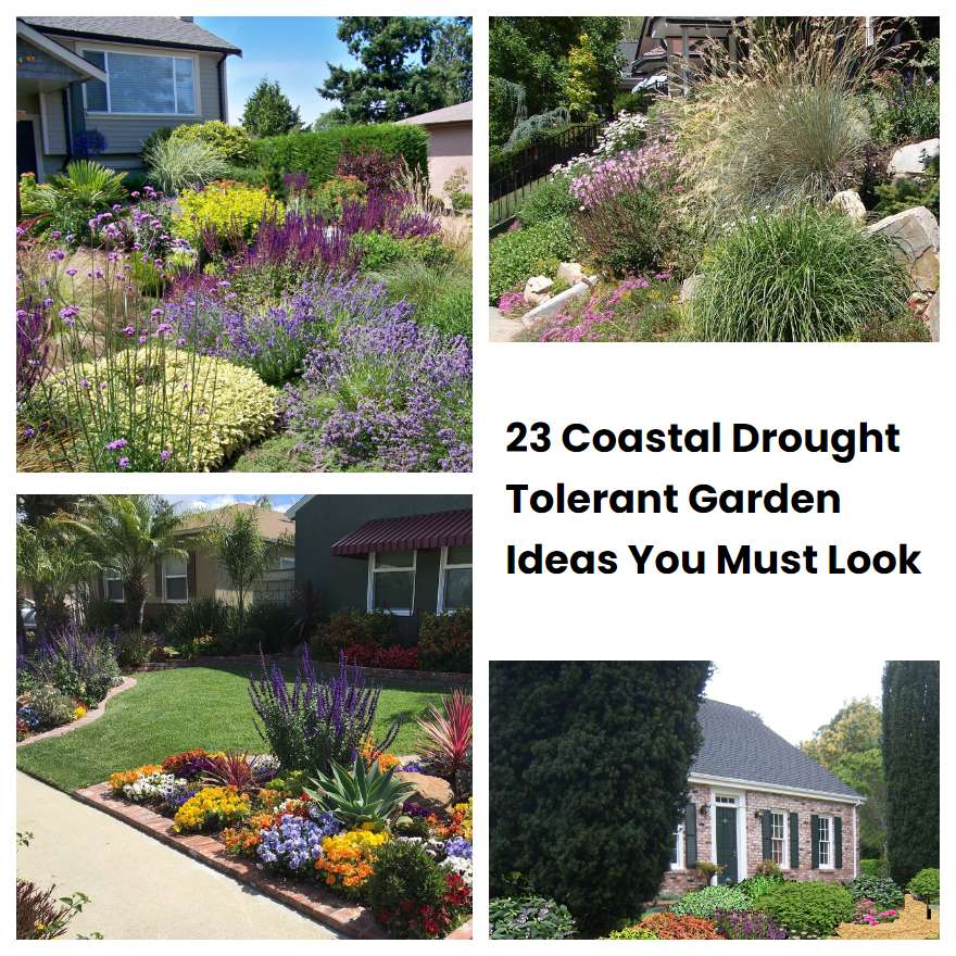 23 Coastal Drought Tolerant Garden Ideas You Must Look