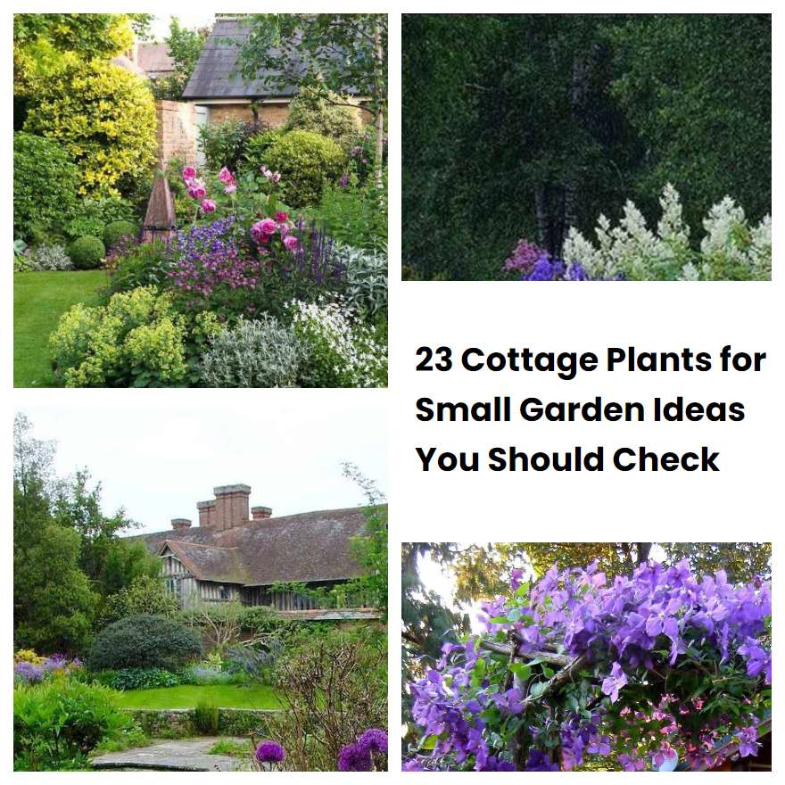 23 Cottage Plants for Small Garden Ideas You Should Check SharonSable