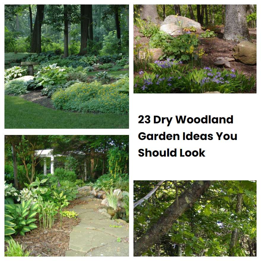23 Dry Woodland Garden Ideas You Should Look