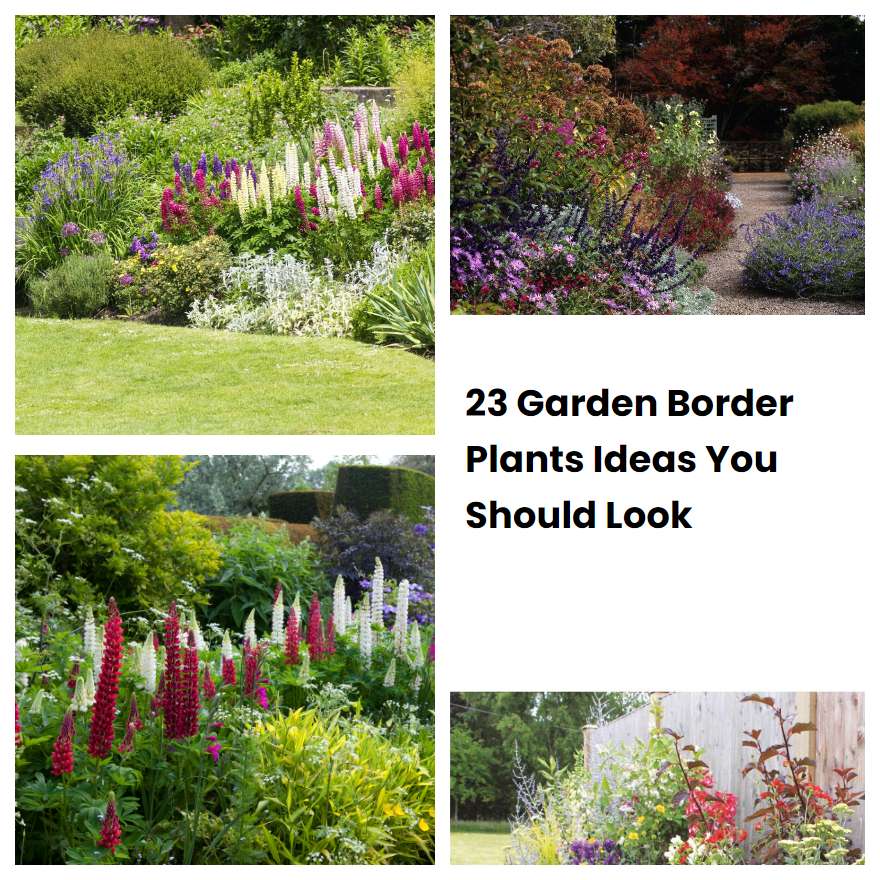 23 Garden Border Plants Ideas You Should Look