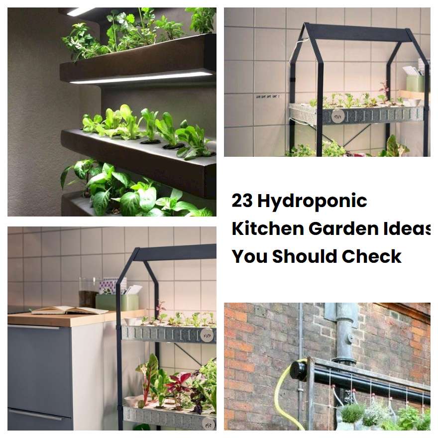 23 Hydroponic Kitchen Garden Ideas You Should Check SharonSable
