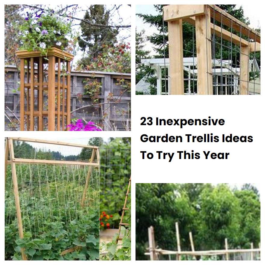 23 Inexpensive Garden Trellis Ideas To Try This Year