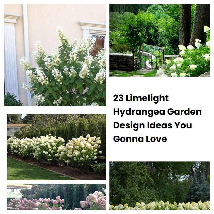 23 Limelight Hydrangea Garden Design Ideas You Gonna Love