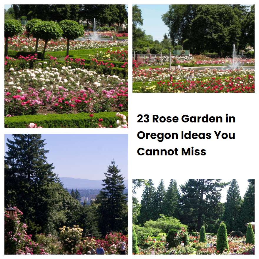 23 Rose Garden in Oregon Ideas You Cannot Miss SharonSable