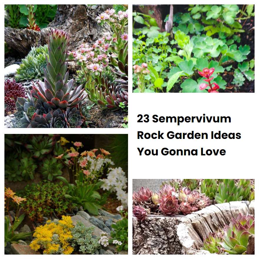 23 Sempervivum Rock Garden Ideas You Gonna Love