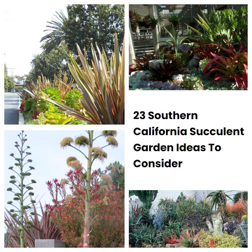 23 Southern California Succulent Garden Ideas To Consider