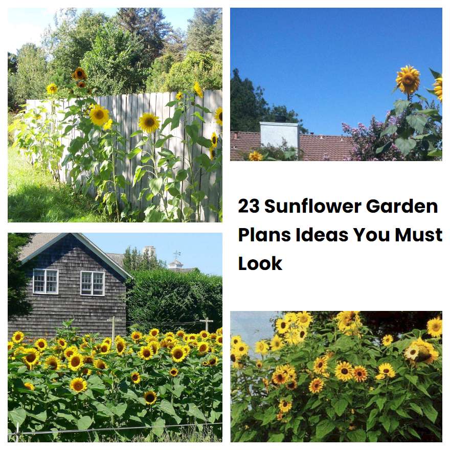 23 Sunflower Garden Plans Ideas You Must Look