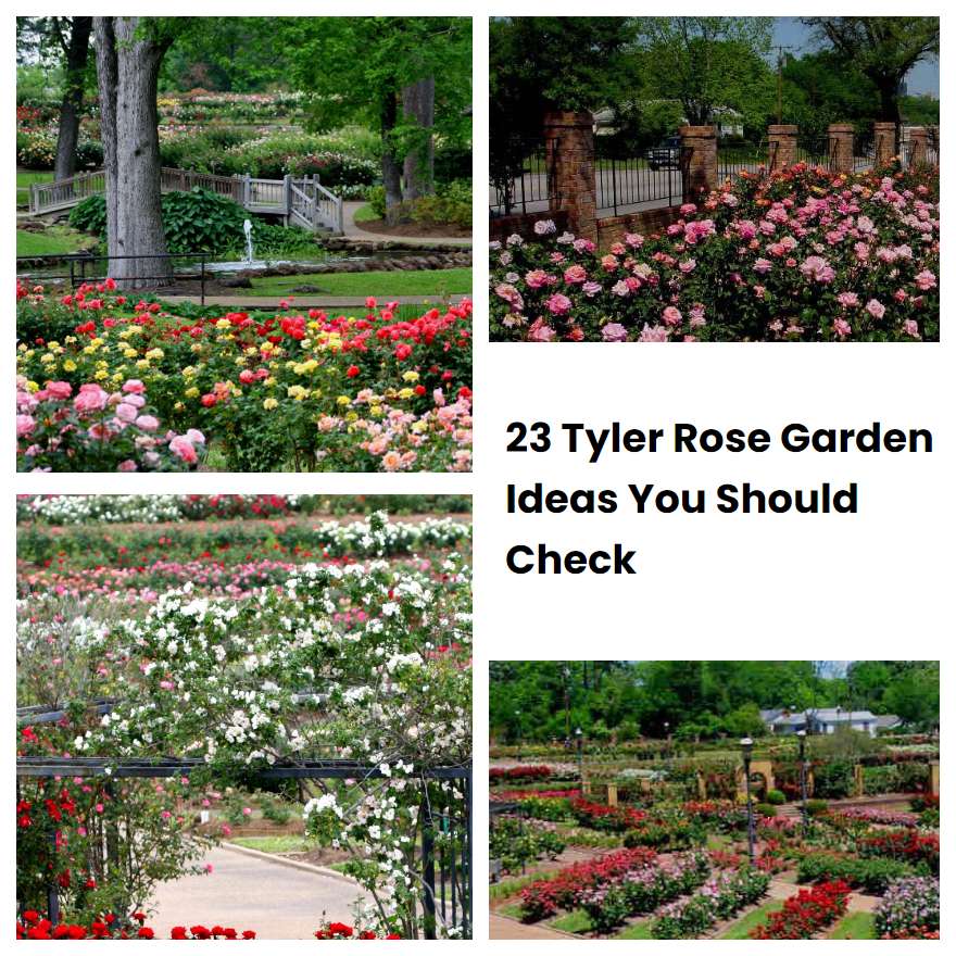 23 Tyler Rose Garden Ideas You Should Check SharonSable
