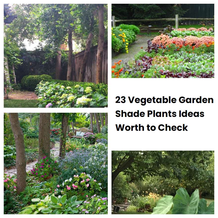 23 Vegetable Garden Shade Plants Ideas Worth to Check SharonSable