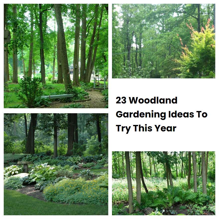 23 Woodland Gardening Ideas To Try This Year