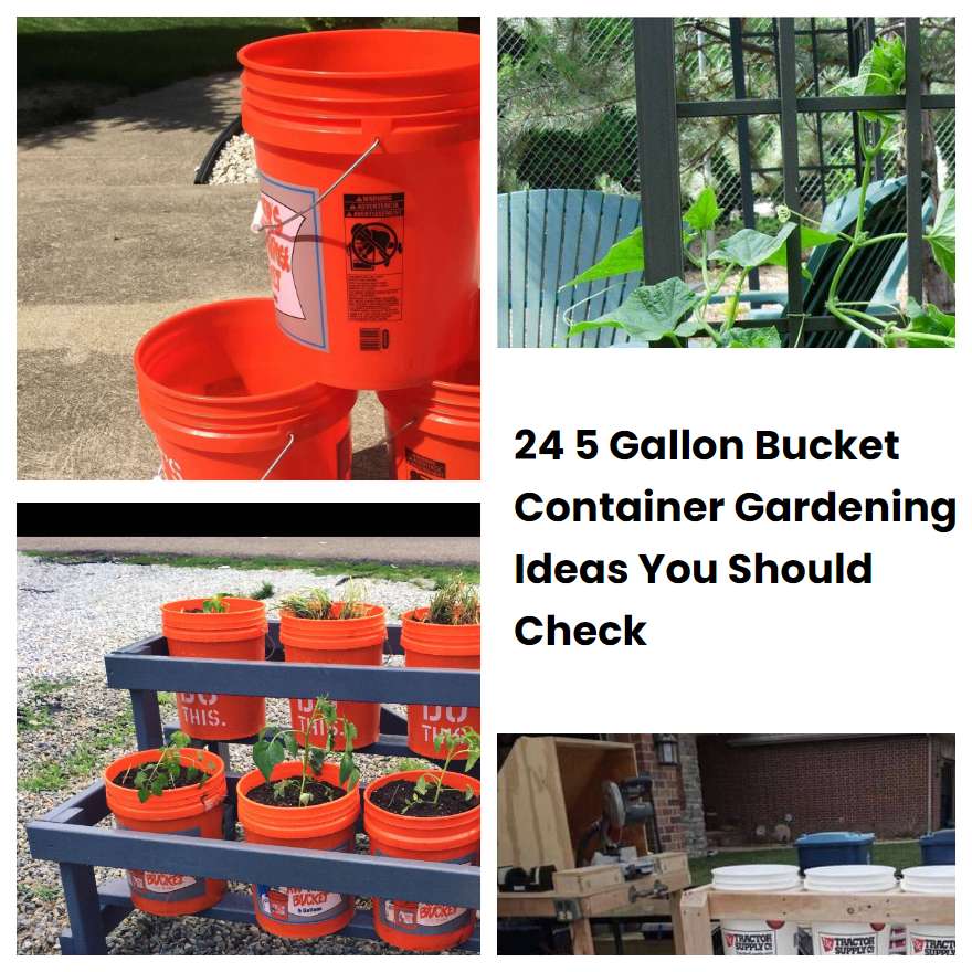 24 5 Gallon Bucket Container Gardening Ideas You Should Check