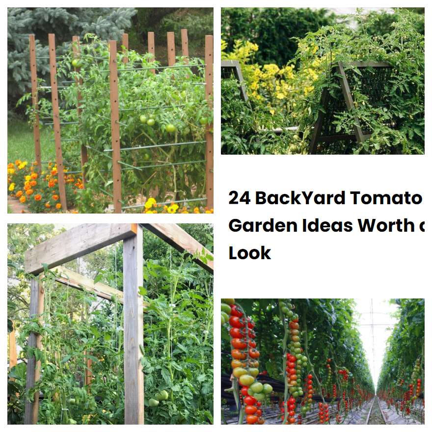 24 BackYard Tomato Garden Ideas Worth a Look SharonSable