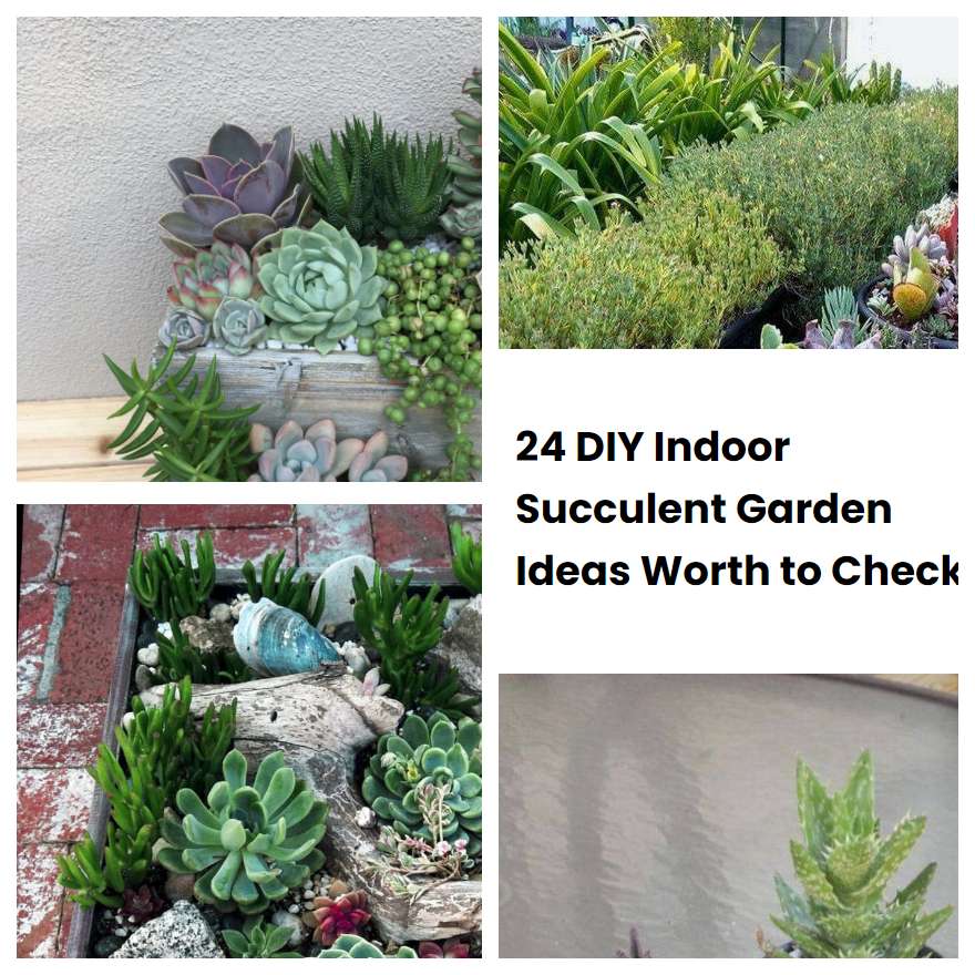 24 DIY Indoor Succulent Garden Ideas Worth to Check