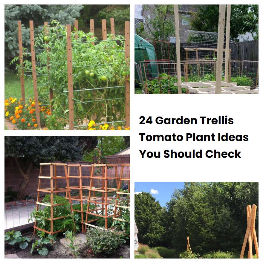 24 Garden Trellis Tomato Plant Ideas You Should Check