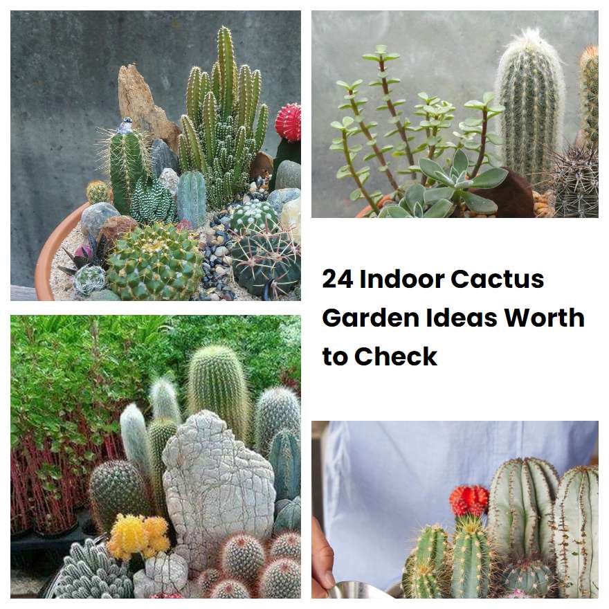 24 Indoor Cactus Garden Ideas Worth to Check SharonSable
