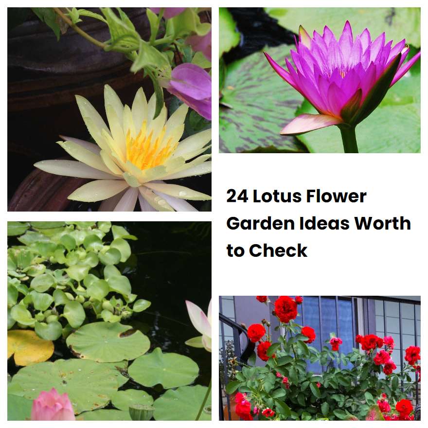 24 Lotus Flower Garden Ideas Worth to Check