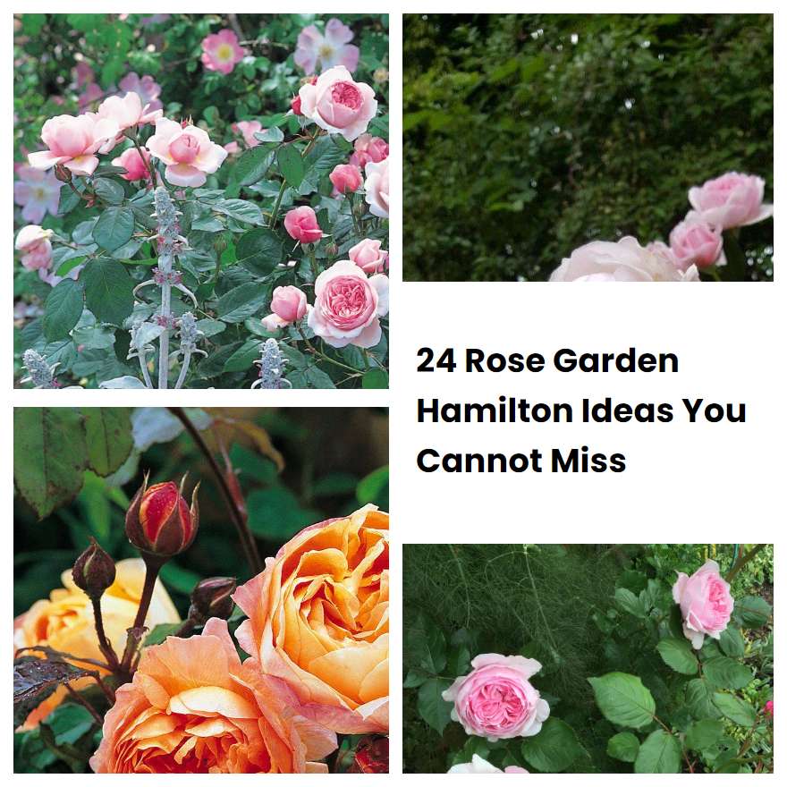 24 Rose Garden Hamilton Ideas You Cannot Miss SharonSable