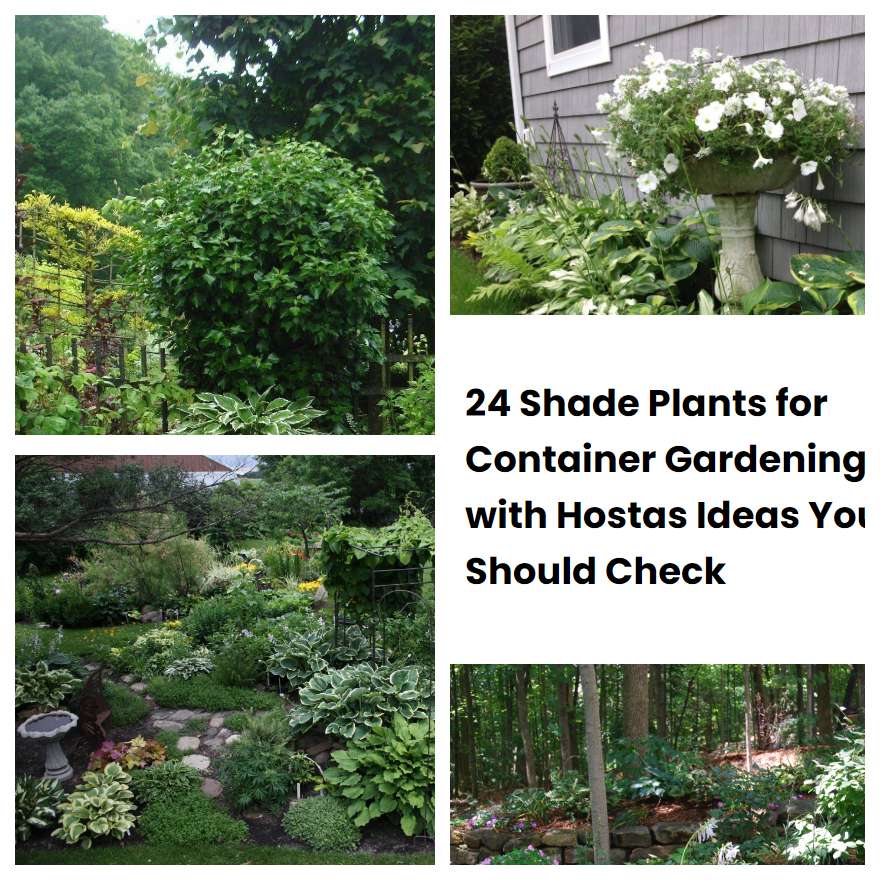 24 Shade Plants for Container Gardening with Hostas Ideas You Should Check