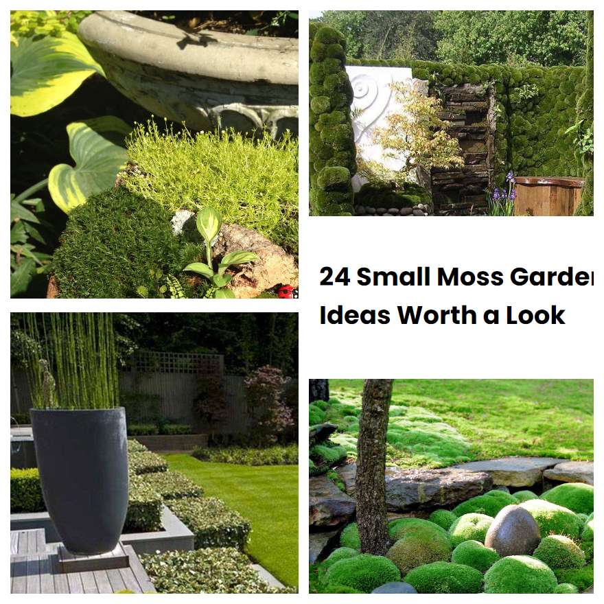 24 Small Moss Garden Ideas Worth a Look SharonSable