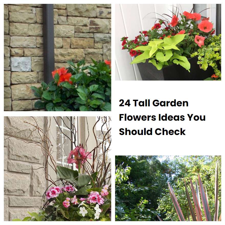 24 Tall Garden Flowers Ideas You Should Check SharonSable