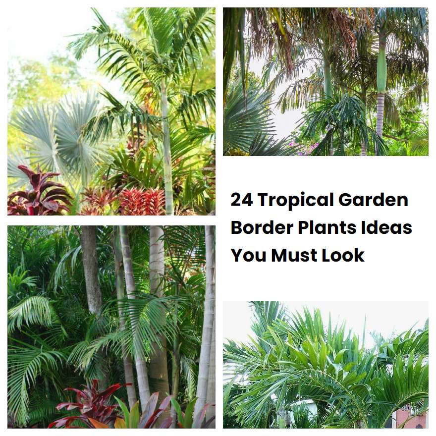 24 Tropical Garden Border Plants Ideas You Must Look SharonSable
