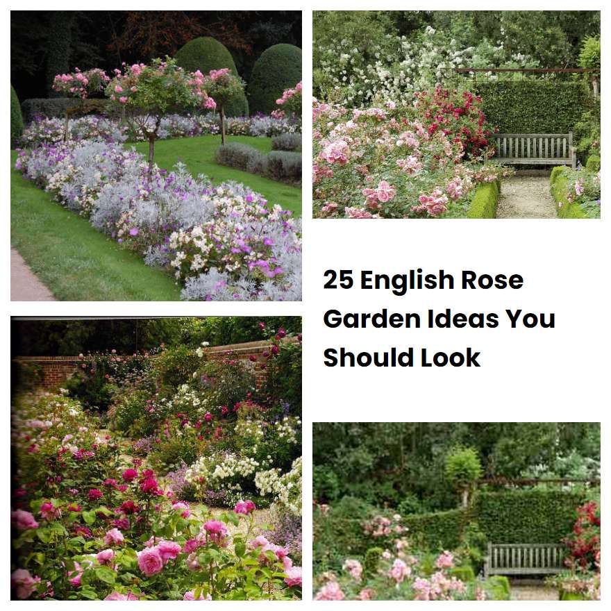 25 English Rose Garden Ideas You Should Look