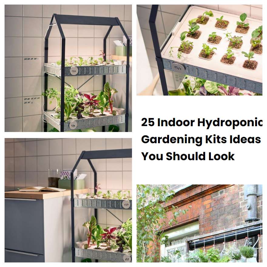 25 Indoor Hydroponic Gardening Kits Ideas You Should Look SharonSable