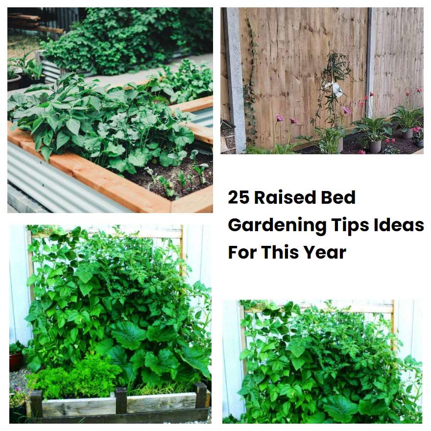 25 Raised Bed Gardening Tips Ideas For This Year Sharonsable